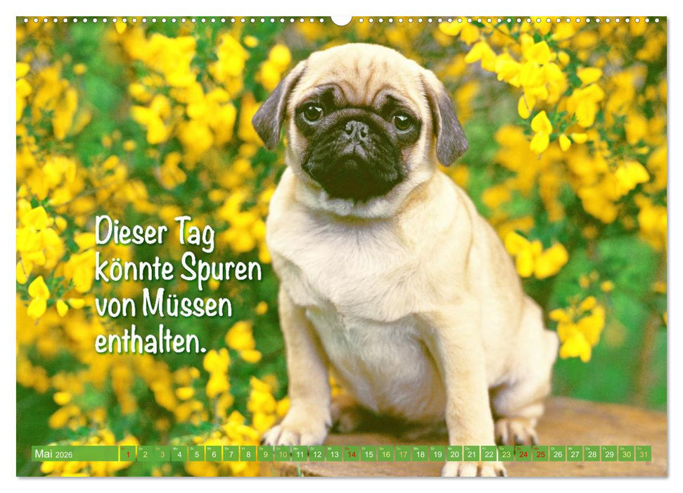 Der Mops: Nicht klein, sondern aufs Wesentliche reduziert. (CALVENDO Premium Wandkalender 2026)