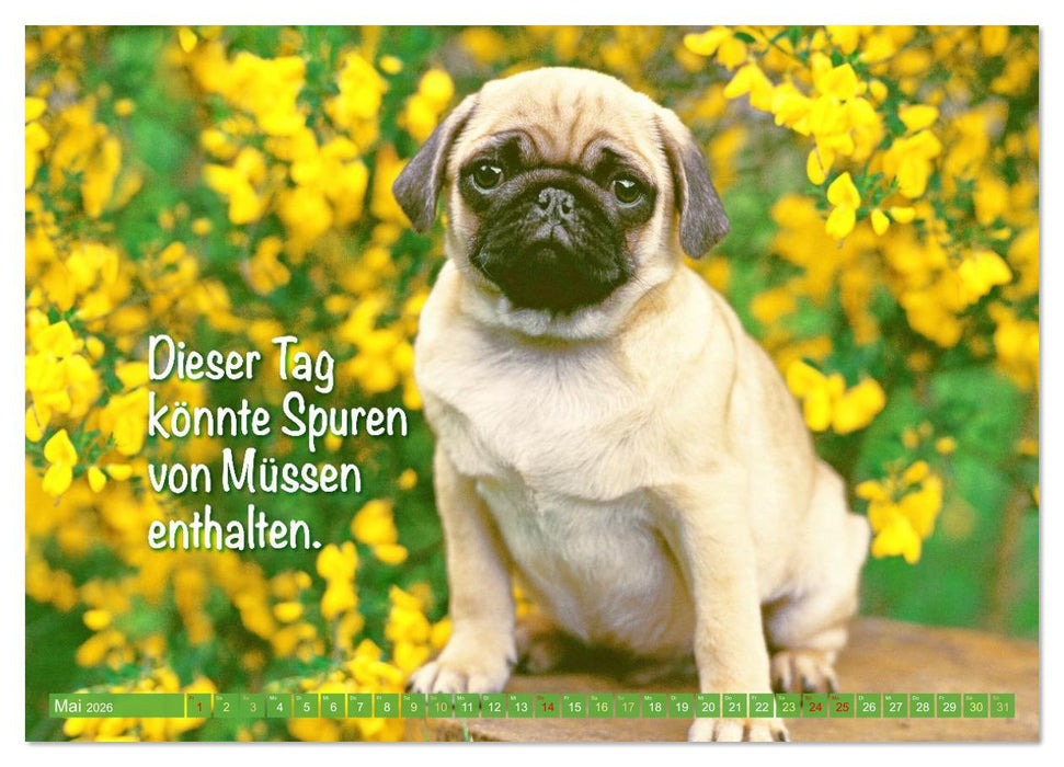 Der Mops: Nicht klein, sondern aufs Wesentliche reduziert. (CALVENDO Premium Wandkalender 2026)