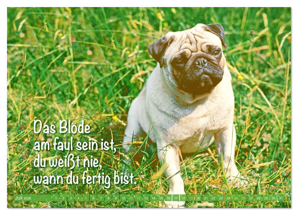 Der Mops: Nicht klein, sondern aufs Wesentliche reduziert. (CALVENDO Premium Wandkalender 2026)