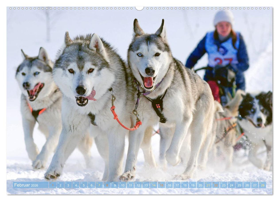 Schlittenhunderennen: Rasantes Schneetreiben (CALVENDO Wandkalender 2026)