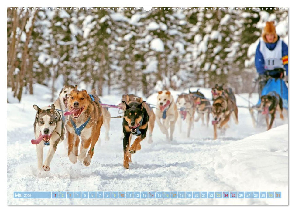 Schlittenhunderennen: Rasantes Schneetreiben (CALVENDO Wandkalender 2026)