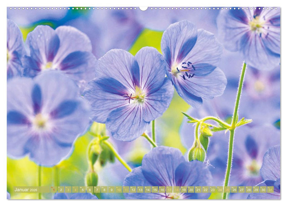 Blüten im Kräutergarten (CALVENDO Premium Wandkalender 2026)