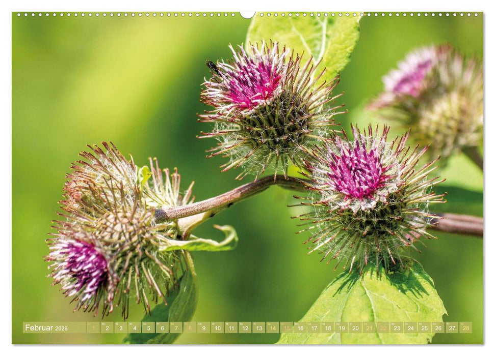 Blüten im Kräutergarten (CALVENDO Premium Wandkalender 2026)