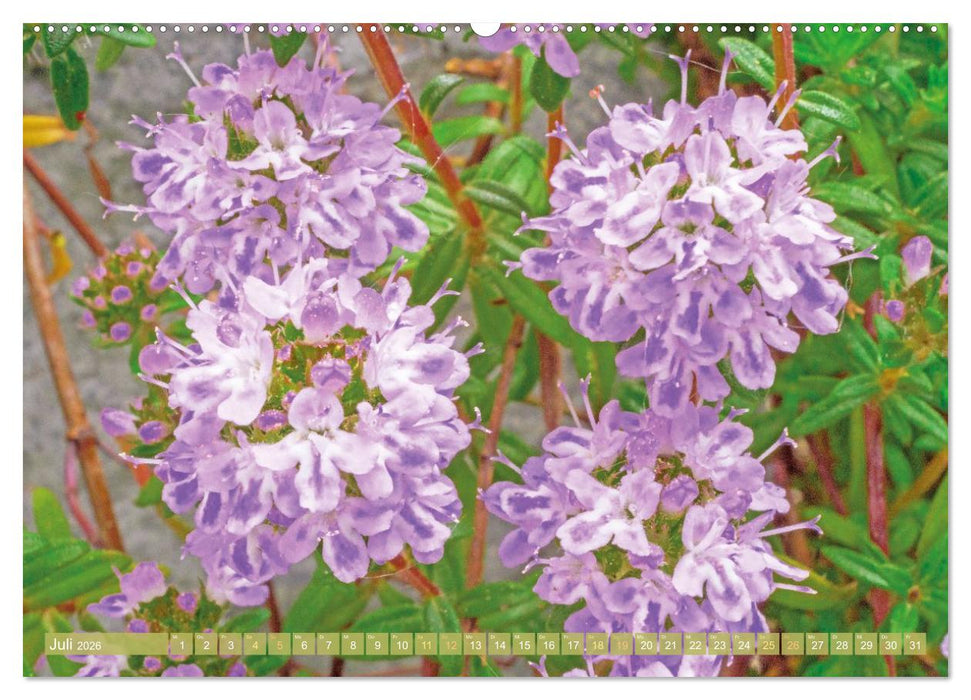 Blüten im Kräutergarten (CALVENDO Premium Wandkalender 2026)