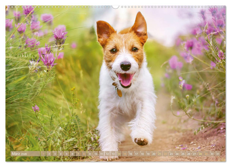 Jack Russell Terrier: flink und verspielt (CALVENDO Premium Wandkalender 2026)