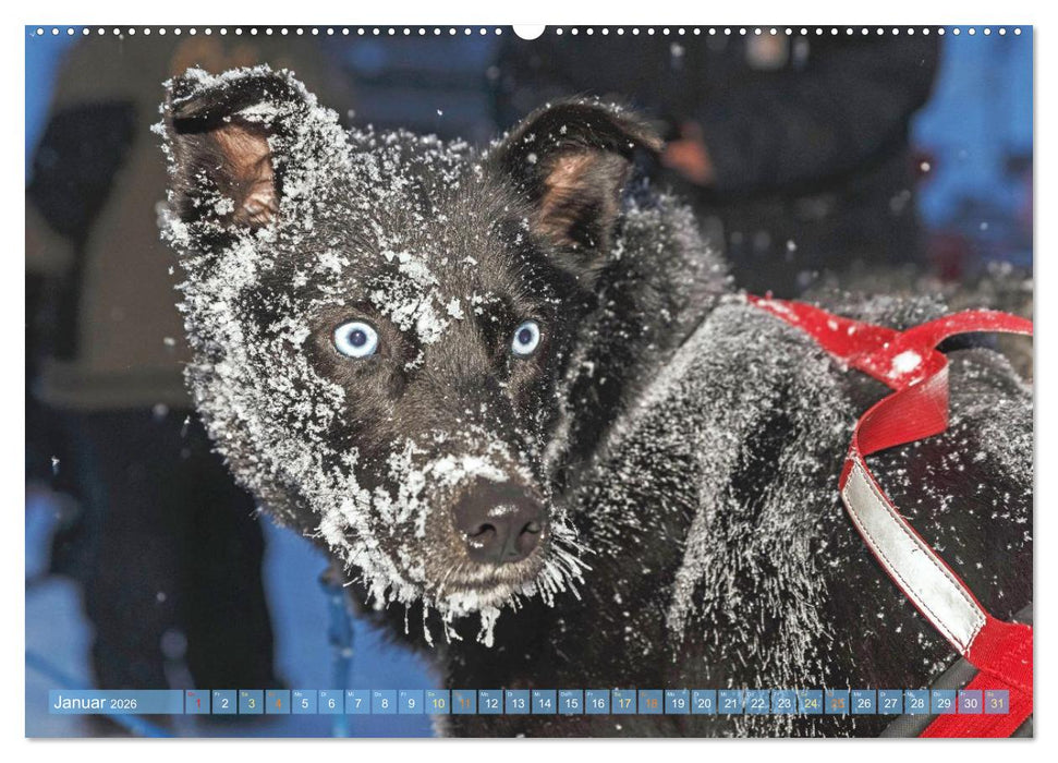 Schlittenhunderennen: Rasantes Schneetreiben (CALVENDO Premium Wandkalender 2026)