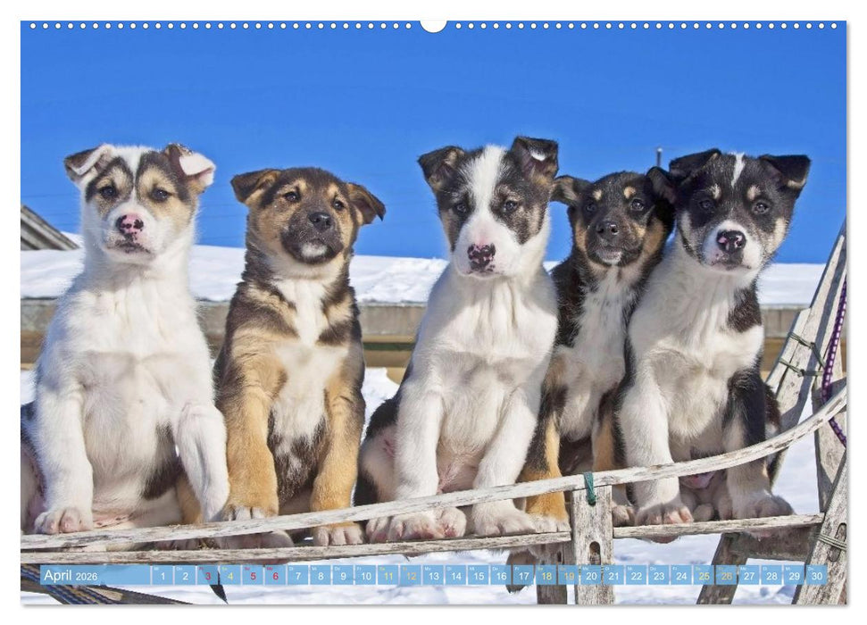 Schlittenhunderennen: Rasantes Schneetreiben (CALVENDO Premium Wandkalender 2026)
