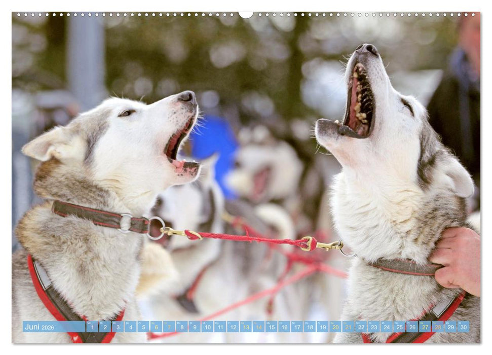 Schlittenhunderennen: Rasantes Schneetreiben (CALVENDO Premium Wandkalender 2026)