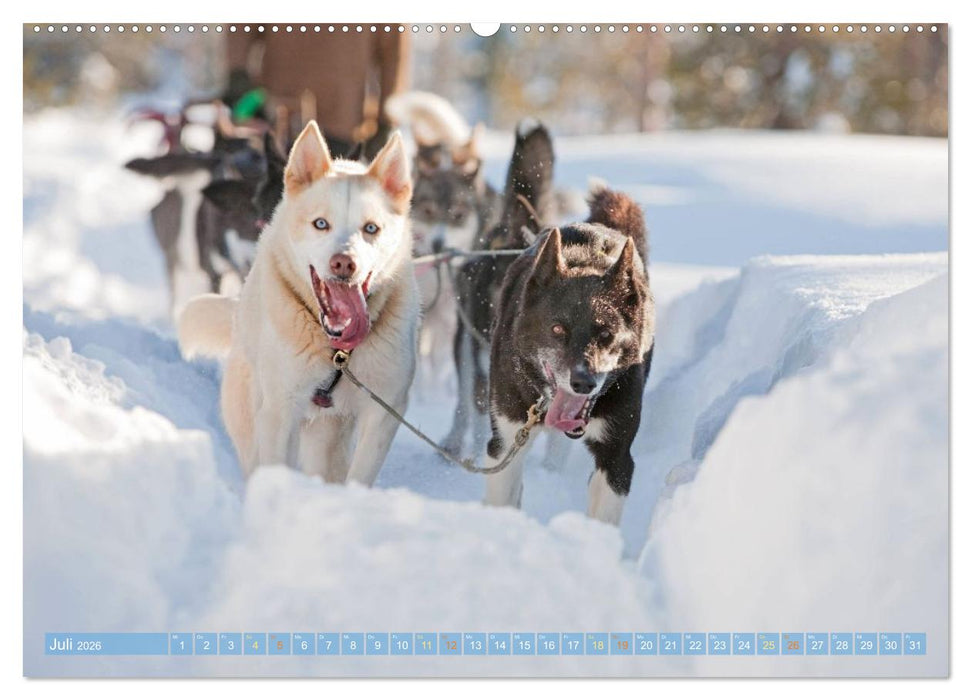 Schlittenhunderennen: Rasantes Schneetreiben (CALVENDO Premium Wandkalender 2026)