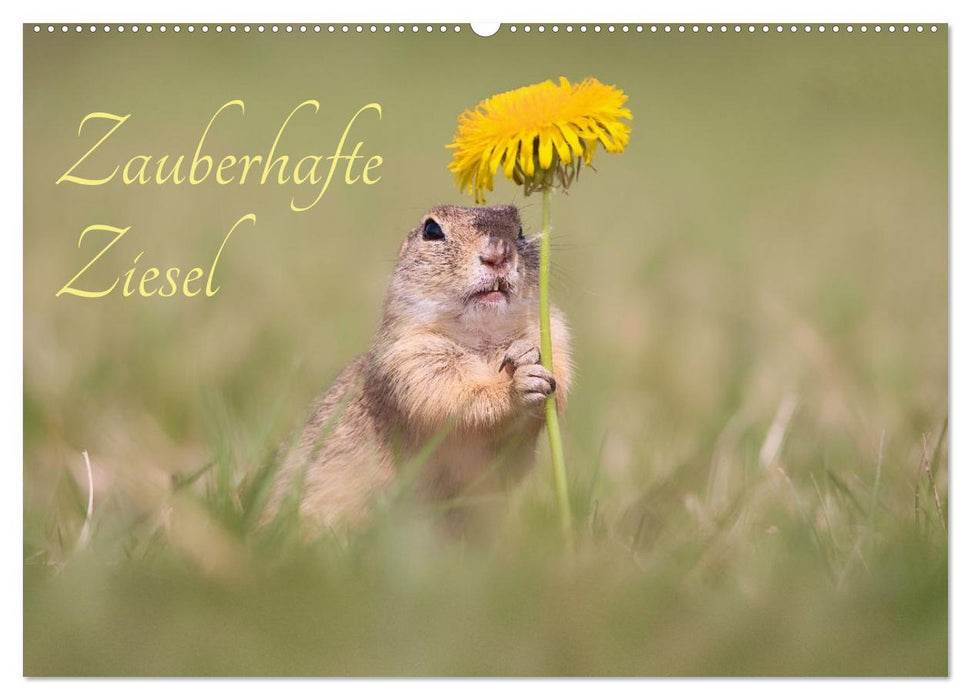 Zauberhafte Ziesel (CALVENDO Wandkalender 2026)