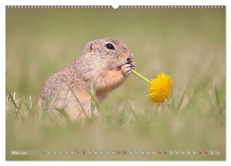 Zauberhafte Ziesel (CALVENDO Wandkalender 2026)