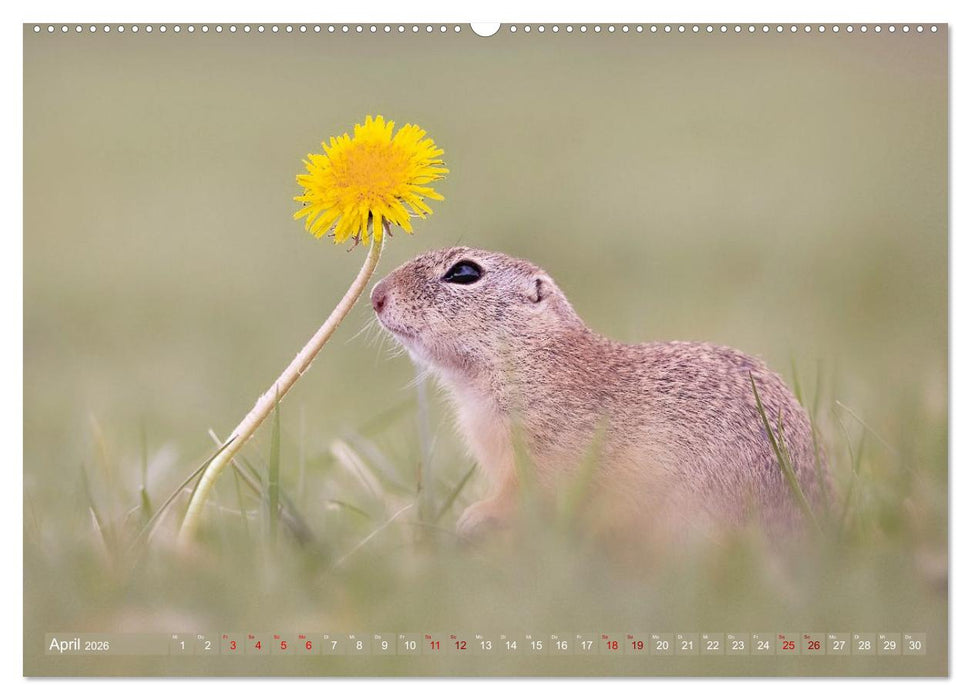 Zauberhafte Ziesel (CALVENDO Wandkalender 2026)