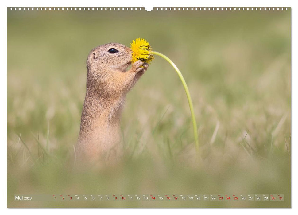 Zauberhafte Ziesel (CALVENDO Wandkalender 2026)