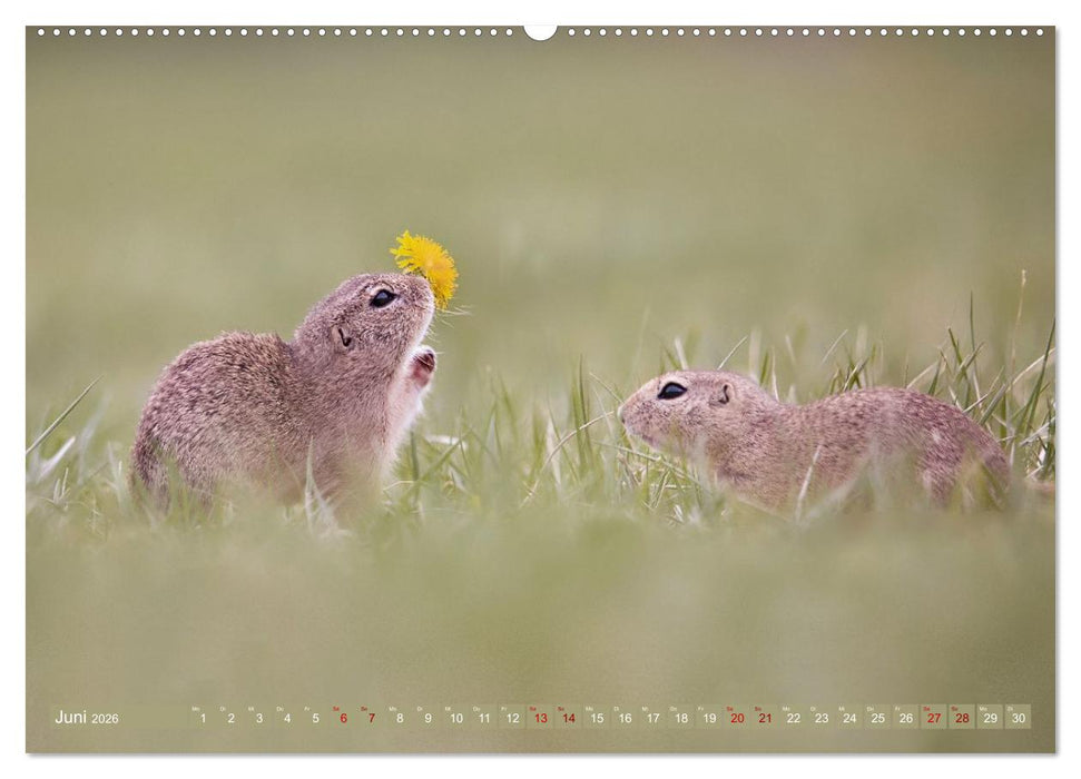 Zauberhafte Ziesel (CALVENDO Wandkalender 2026)