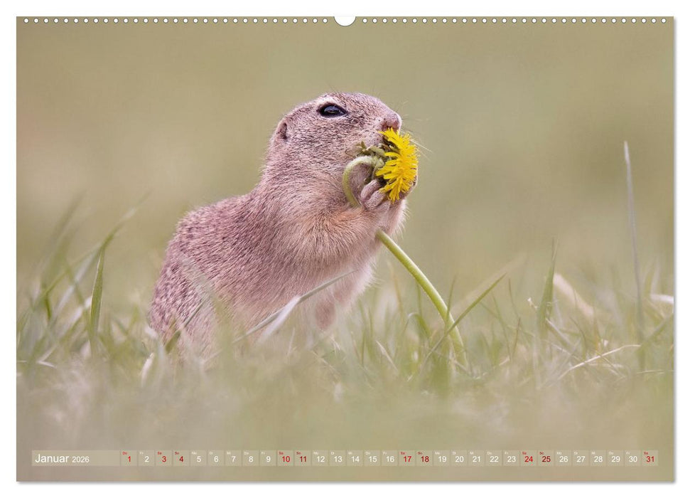 Zauberhafte Ziesel (CALVENDO Premium Wandkalender 2026)