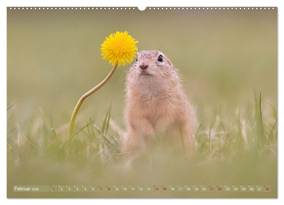 Zauberhafte Ziesel (CALVENDO Premium Wandkalender 2026)