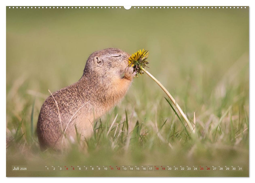 Zauberhafte Ziesel (CALVENDO Premium Wandkalender 2026)