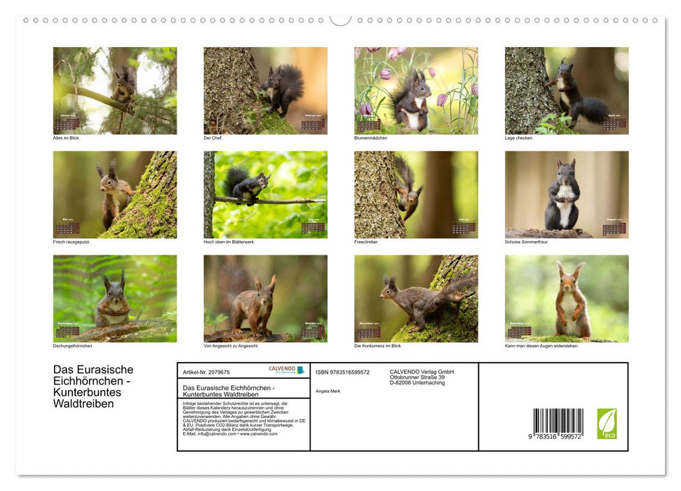 Das Eurasische Eichhörnchen - Kunterbuntes Waldtreiben (CALVENDO Premium Wandkalender 2026)