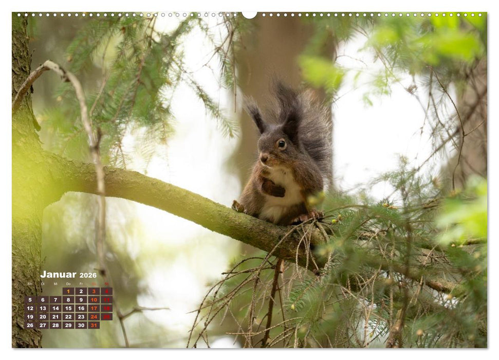 Das Eurasische Eichhörnchen - Kunterbuntes Waldtreiben (CALVENDO Premium Wandkalender 2026)