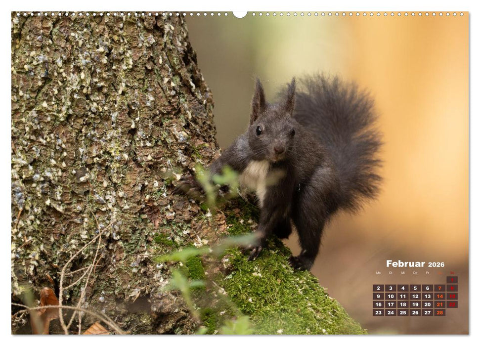 Das Eurasische Eichhörnchen - Kunterbuntes Waldtreiben (CALVENDO Premium Wandkalender 2026)
