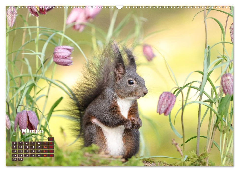 Das Eurasische Eichhörnchen - Kunterbuntes Waldtreiben (CALVENDO Premium Wandkalender 2026)
