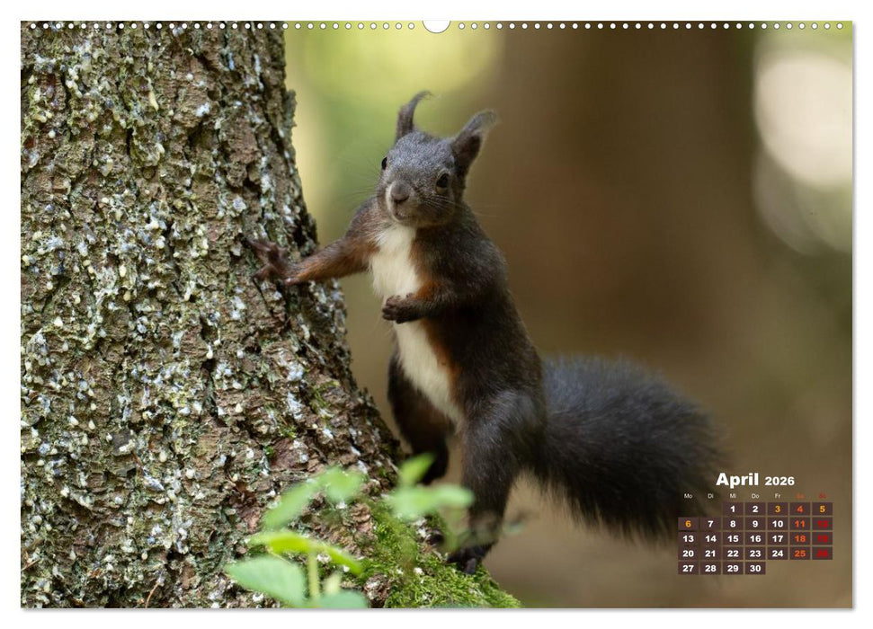 Das Eurasische Eichhörnchen - Kunterbuntes Waldtreiben (CALVENDO Premium Wandkalender 2026)