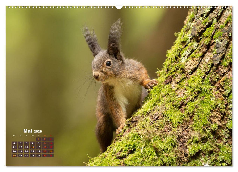 Das Eurasische Eichhörnchen - Kunterbuntes Waldtreiben (CALVENDO Premium Wandkalender 2026)