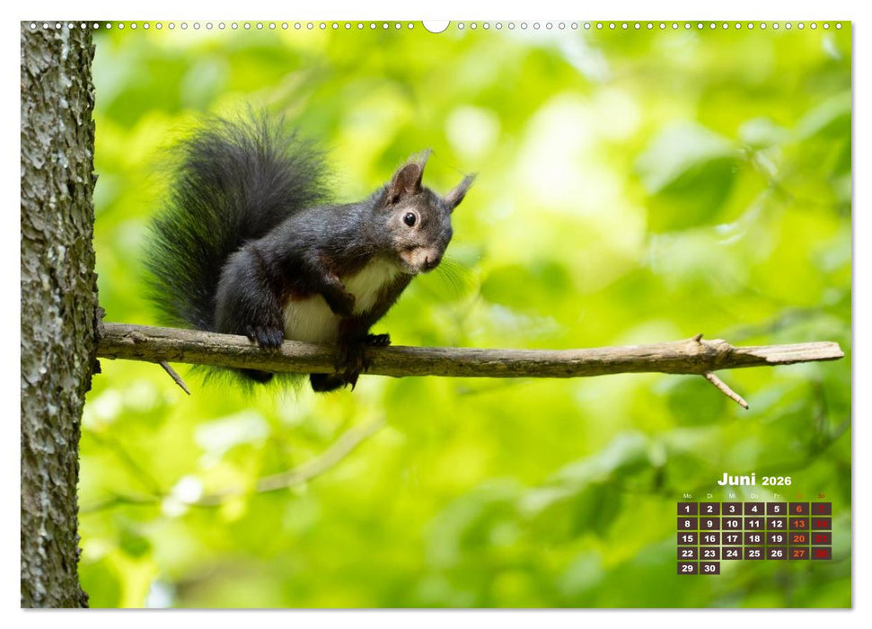 Das Eurasische Eichhörnchen - Kunterbuntes Waldtreiben (CALVENDO Premium Wandkalender 2026)