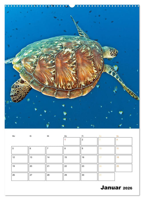 Wunderbare Wasserwelt der Meeresschildkröten (CALVENDO Premium Wandkalender 2026)