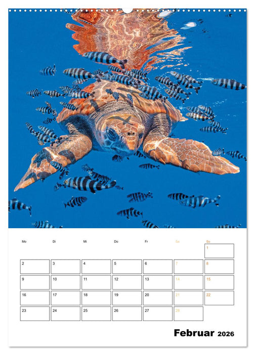 Wunderbare Wasserwelt der Meeresschildkröten (CALVENDO Premium Wandkalender 2026)