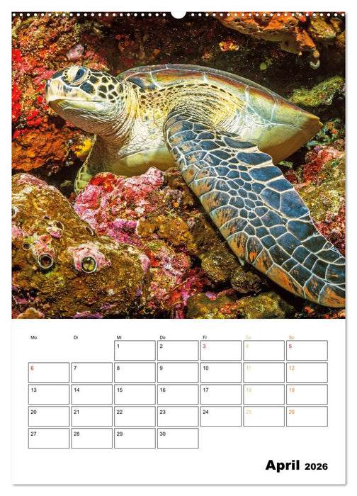 Wunderbare Wasserwelt der Meeresschildkröten (CALVENDO Premium Wandkalender 2026)
