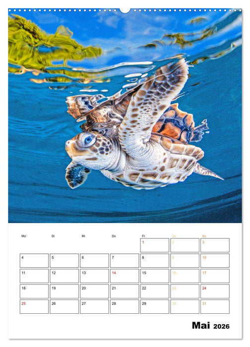 Wunderbare Wasserwelt der Meeresschildkröten (CALVENDO Premium Wandkalender 2026)