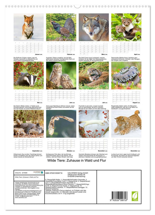 Wilde Tiere: Zuhause in Wald und Flur (CALVENDO Premium Wandkalender 2026)