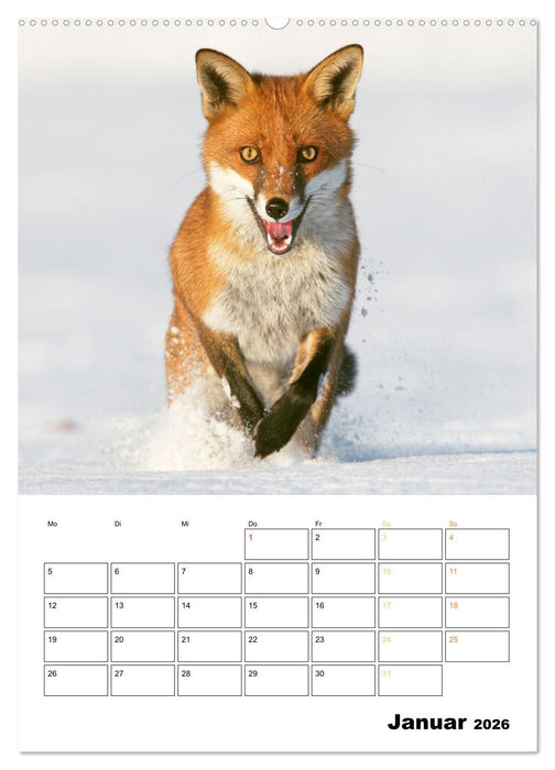 Wilde Tiere: Zuhause in Wald und Flur (CALVENDO Premium Wandkalender 2026)