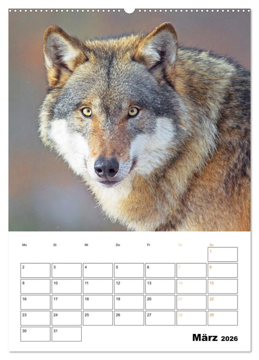 Wilde Tiere: Zuhause in Wald und Flur (CALVENDO Premium Wandkalender 2026)