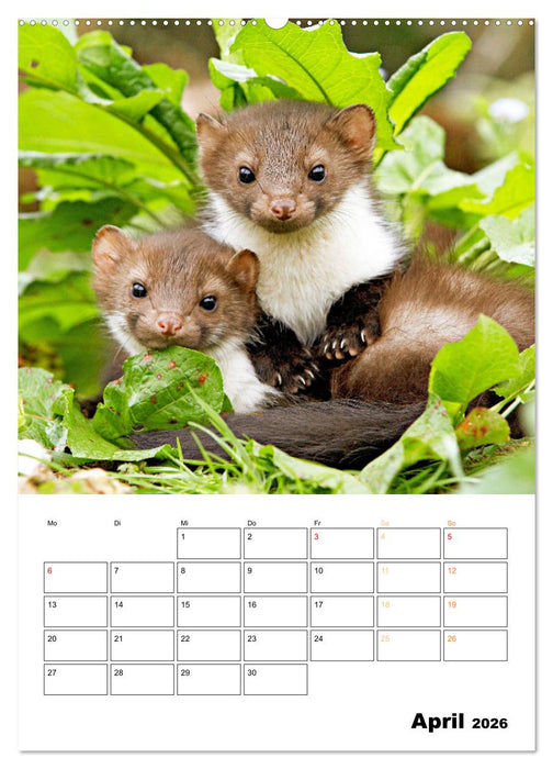 Wilde Tiere: Zuhause in Wald und Flur (CALVENDO Premium Wandkalender 2026)