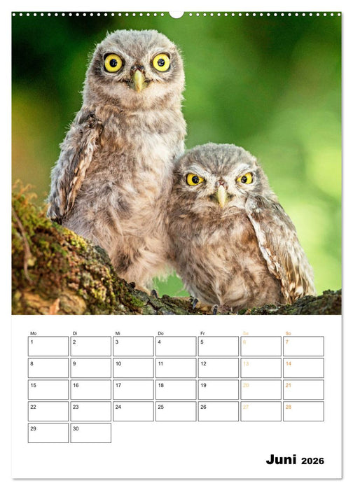 Wilde Tiere: Zuhause in Wald und Flur (CALVENDO Premium Wandkalender 2026)