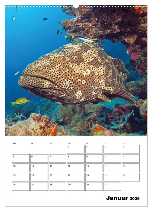 Farbrausch unter Wasser: Fische am Riff (CALVENDO Premium Wandkalender 2026)