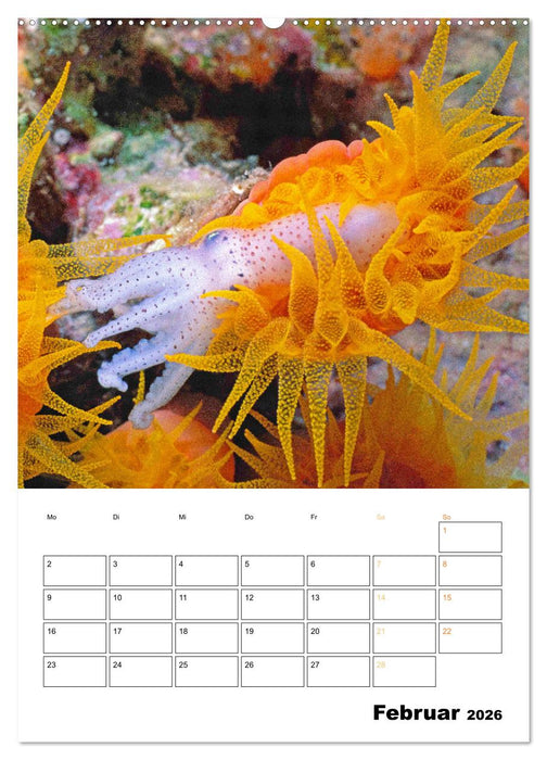 Farbrausch unter Wasser: Fische am Riff (CALVENDO Premium Wandkalender 2026)