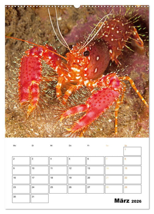 Farbrausch unter Wasser: Fische am Riff (CALVENDO Premium Wandkalender 2026)
