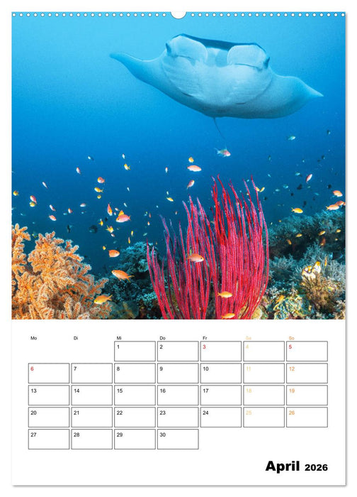Farbrausch unter Wasser: Fische am Riff (CALVENDO Premium Wandkalender 2026)