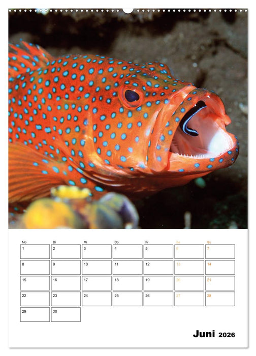 Farbrausch unter Wasser: Fische am Riff (CALVENDO Premium Wandkalender 2026)