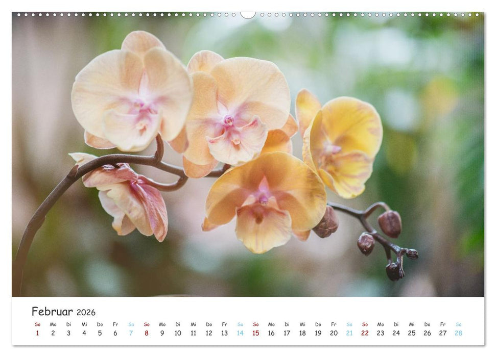 Im Schatten der Orchidee (CALVENDO Premium Wandkalender 2026)