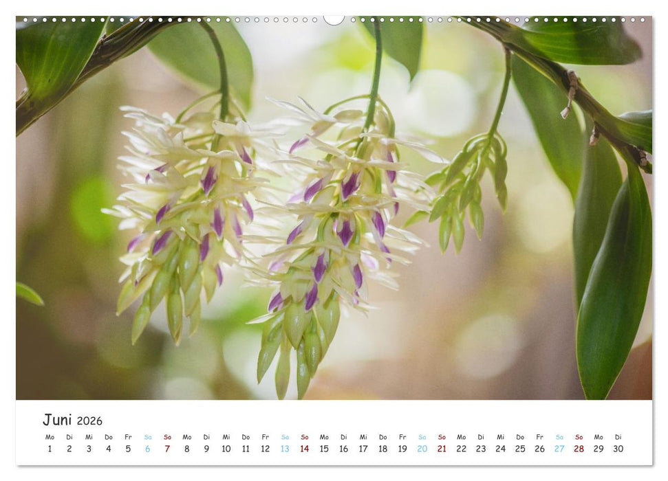 Im Schatten der Orchidee (CALVENDO Premium Wandkalender 2026)