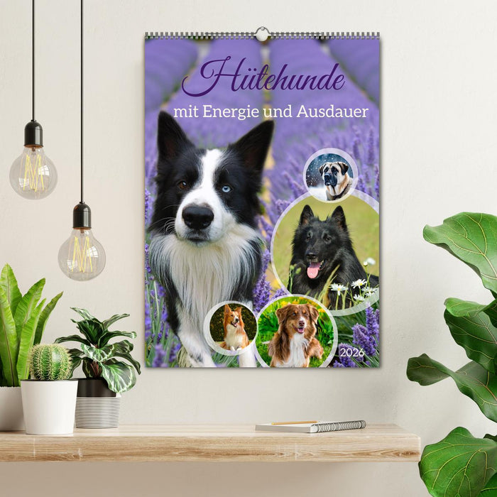 Hütehunde mit Energie und Ausdauer (CALVENDO Wandkalender 2026)