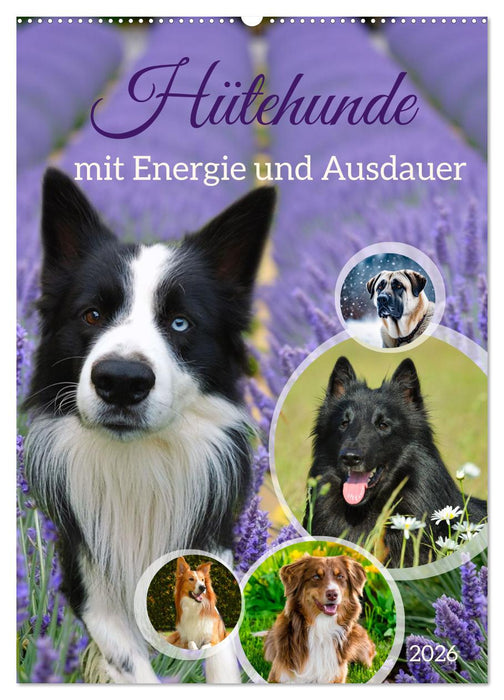 Hütehunde mit Energie und Ausdauer (CALVENDO Wandkalender 2026)