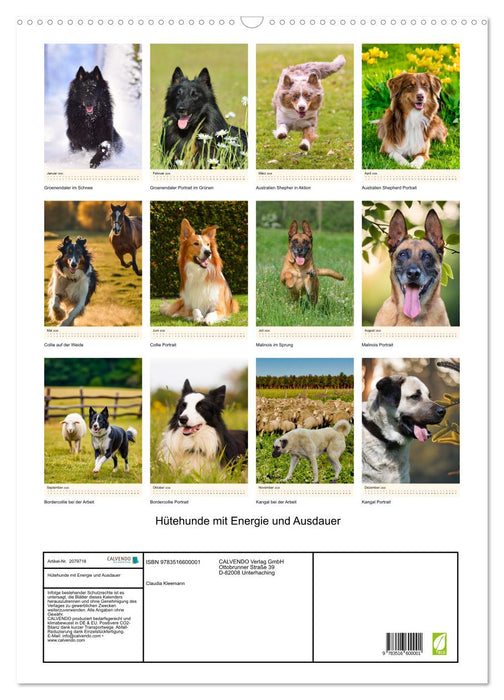 Hütehunde mit Energie und Ausdauer (CALVENDO Wandkalender 2026)