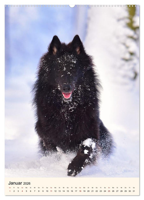 Hütehunde mit Energie und Ausdauer (CALVENDO Wandkalender 2026)