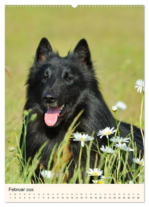 Hütehunde mit Energie und Ausdauer (CALVENDO Wandkalender 2026)