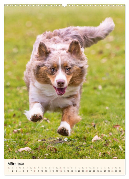 Hütehunde mit Energie und Ausdauer (CALVENDO Wandkalender 2026)